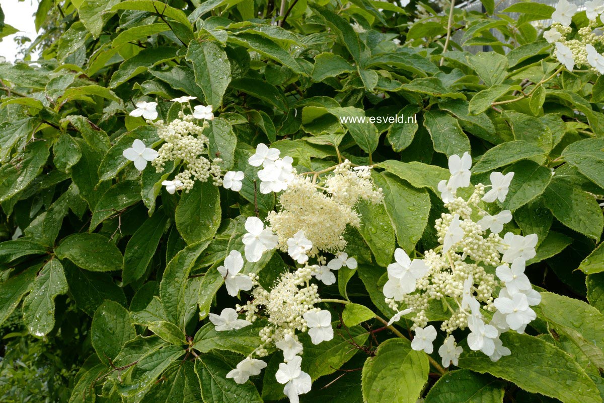 Hydrangea heteromalla 'Morrey's Form'