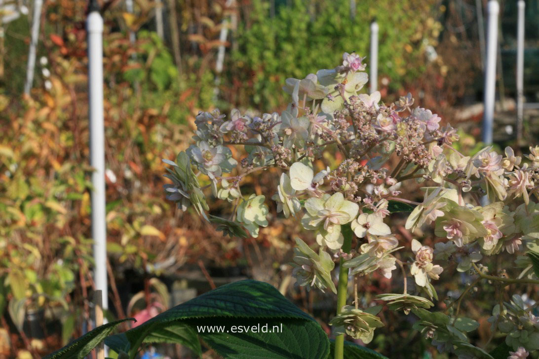 Hydrangea involucrata 'Tokado-yama'