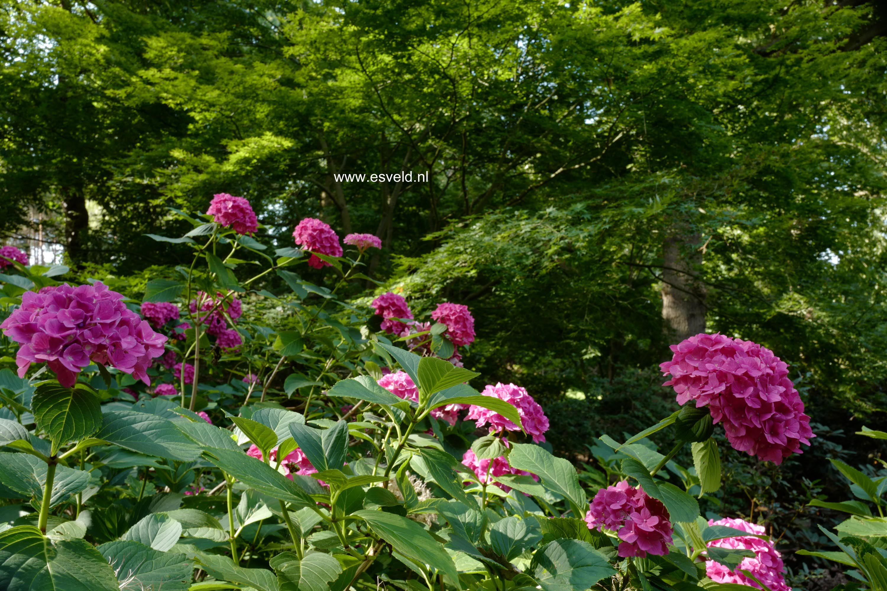 Hydrangea macrophylla 'Armand Draps'