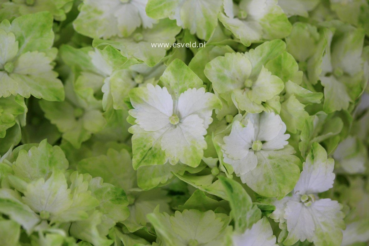 Hydrangea macrophylla 'Hortmaja' (MAGICAL JADE)