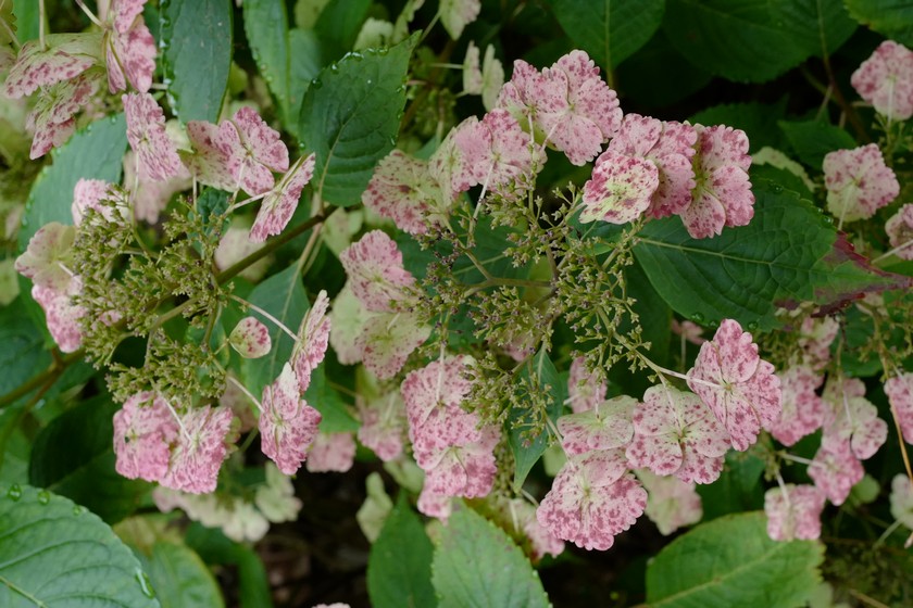 Hydrangea macrophylla 'Klaveren'