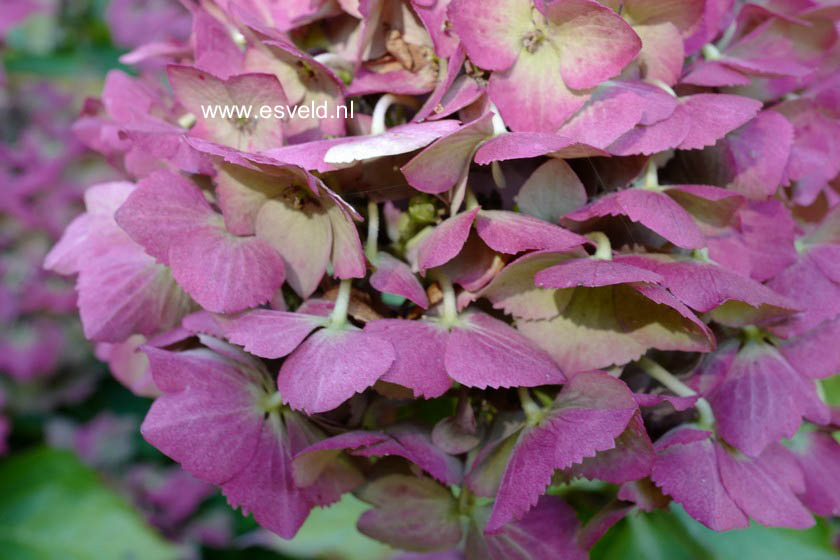 Hydrangea macrophylla 'Mathilde Guetges'
