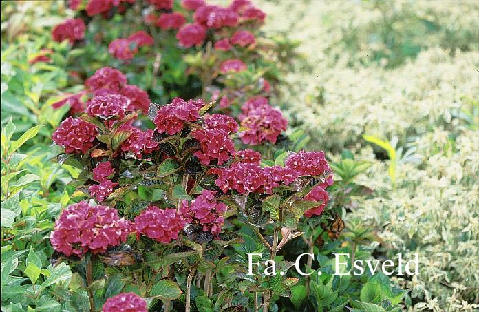 Hydrangea macrophylla 'Merveille Sanguine'