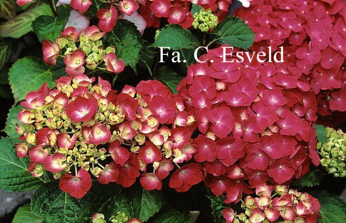 Hydrangea macrophylla 'Mme. G.J. Bier'