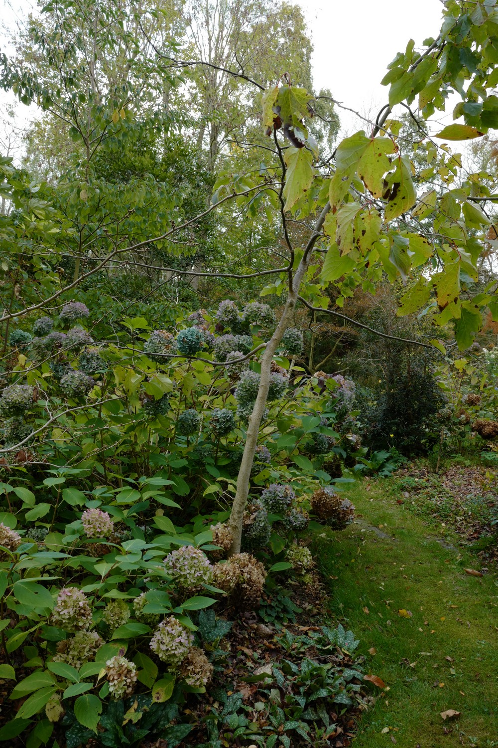 Hydrangea macrophylla 'Nikko Blue'