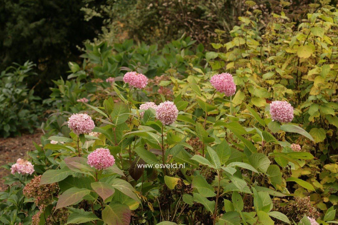 Hydrangea macrophylla 'Shin-ozaki'