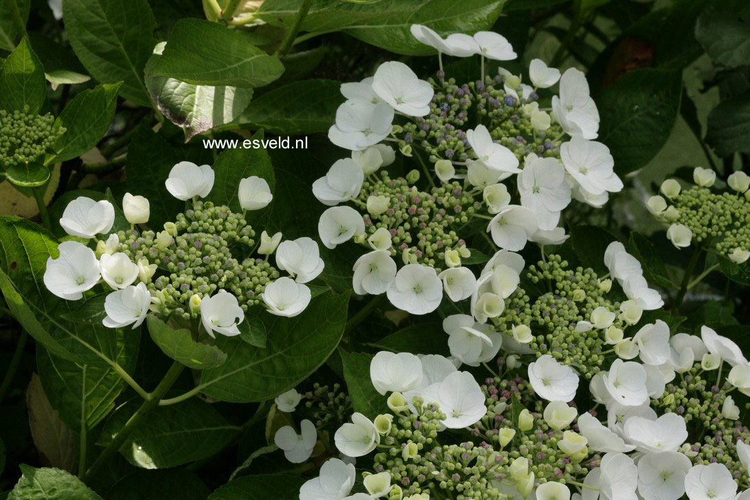 Hydrangea macrophylla 'Snow'