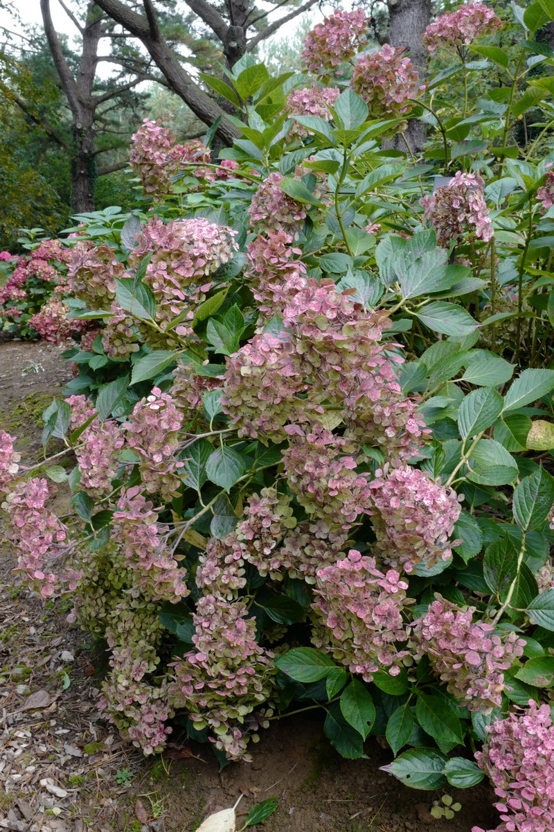 Hydrangea macrophylla 'Thelenn'