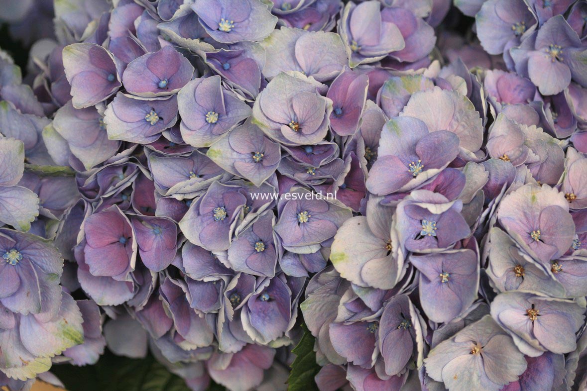 Hydrangea macrophylla 'Xian' (MAGICAL OPAL)