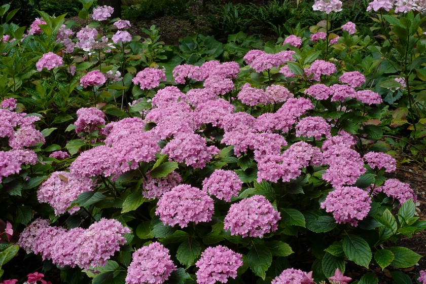 Hydrangea macrophylla 'Youmetwo' (ETERNITY)