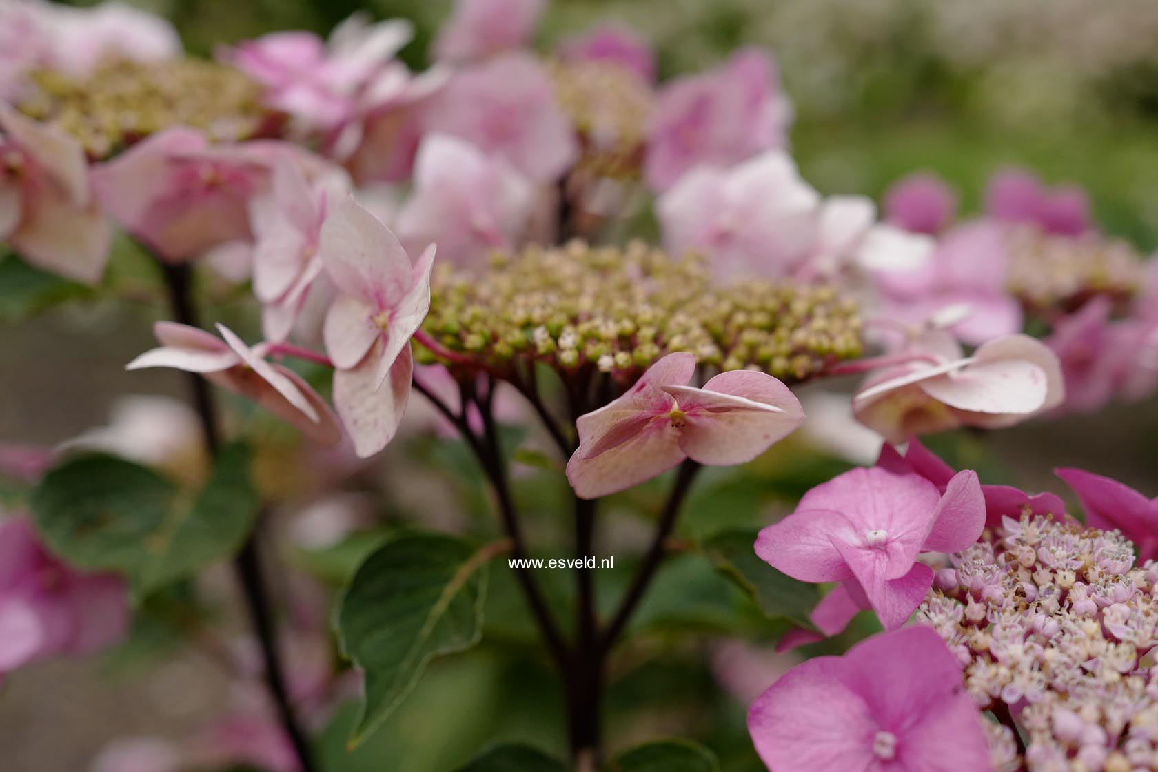 Hydrangea macrophylla 'Zorro'
