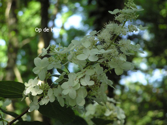 Hydrangea paniculata 'Burgundy Lace'