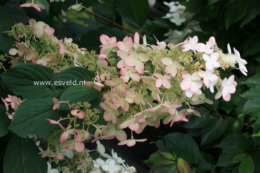 Hydrangea paniculata 'Interhydia' (PINK DIAMOND)