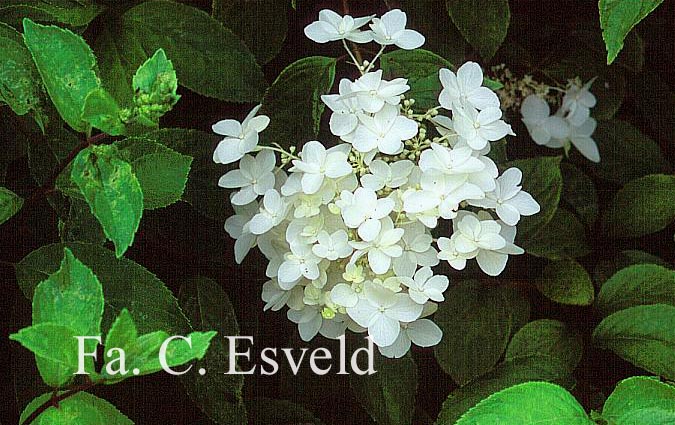 Hydrangea paniculata 'White Moth'