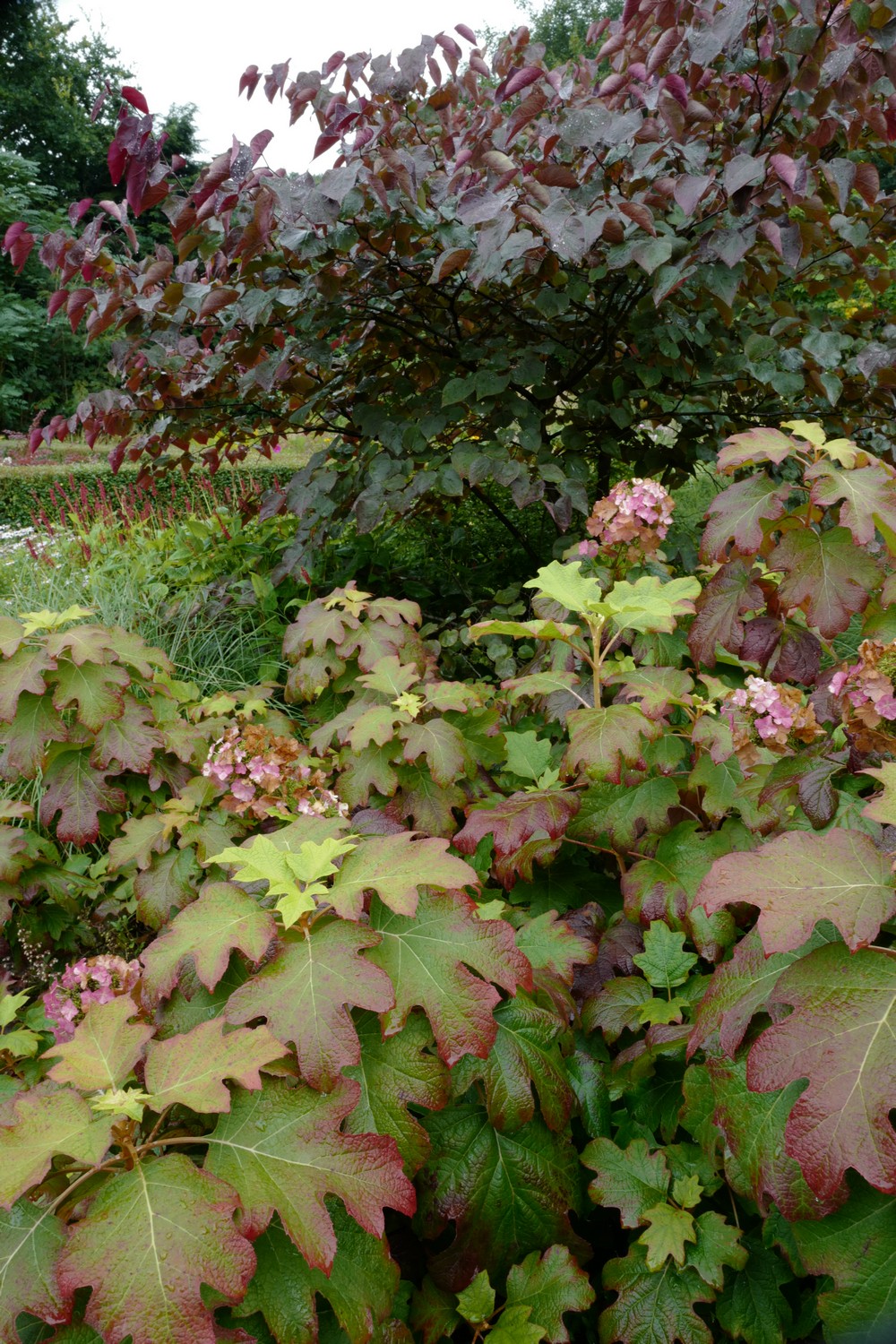 Hydrangea quercifolia 'Burgundy'