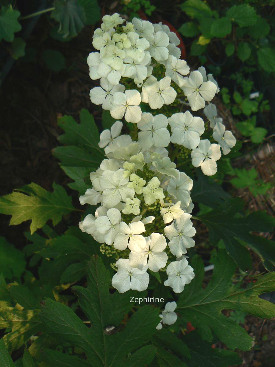 Hydrangea quercifolia 'Haopr010' (ICE CRYSTAL)