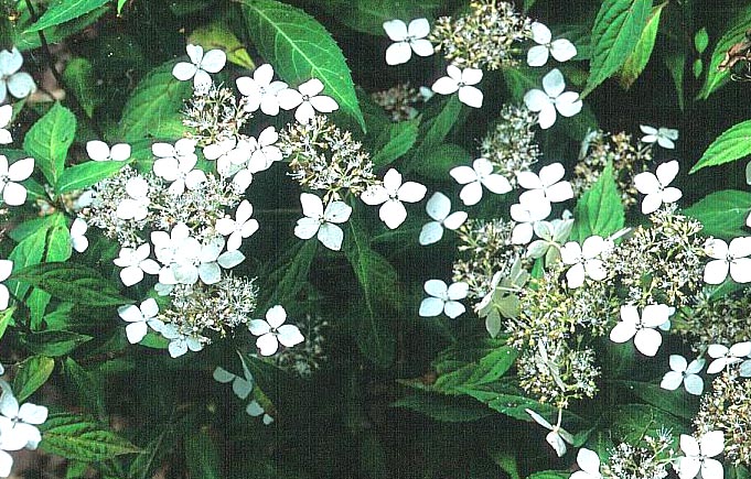 Hydrangea scandens chinensis