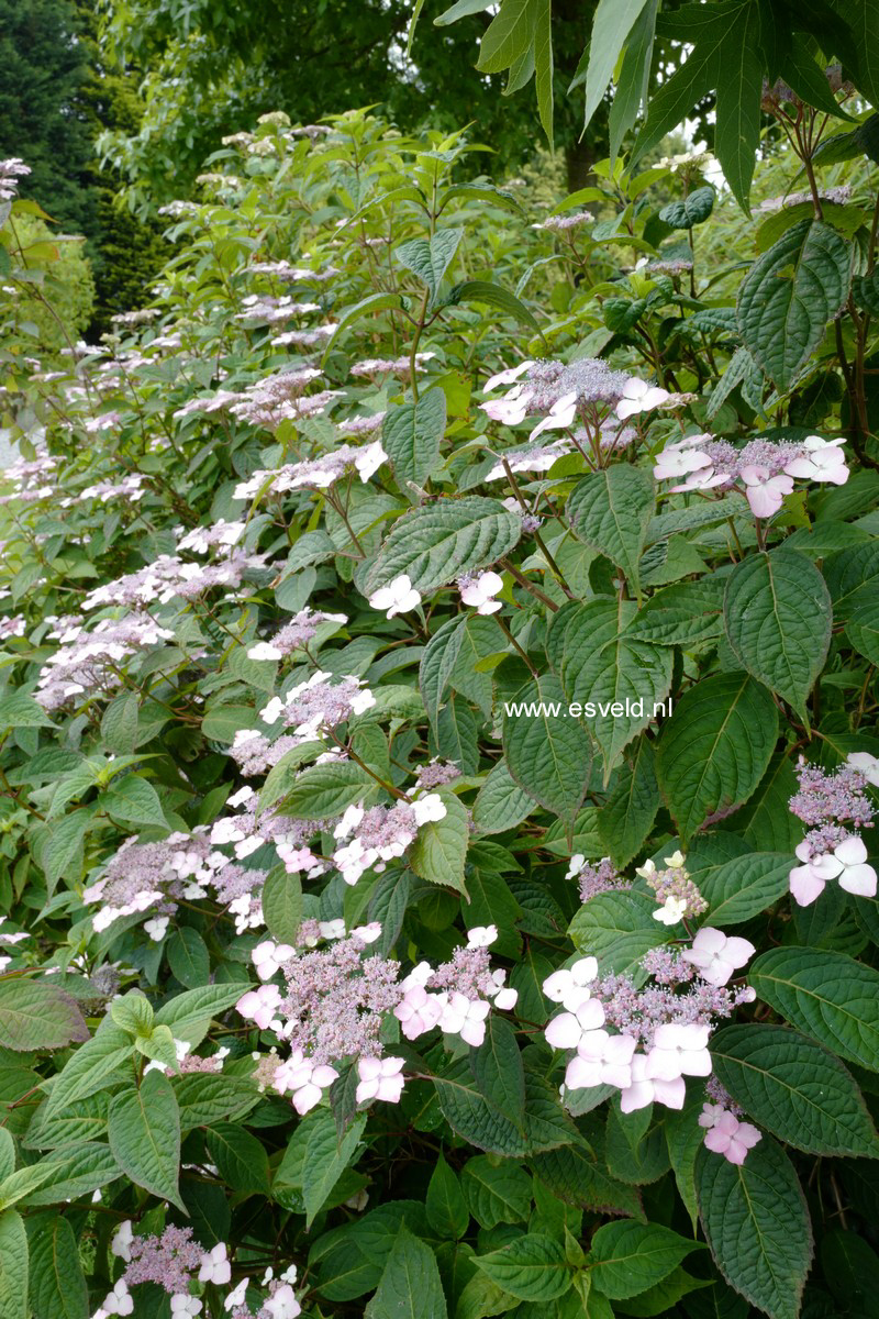 Hydrangea serrata 'Beni-gaku'
