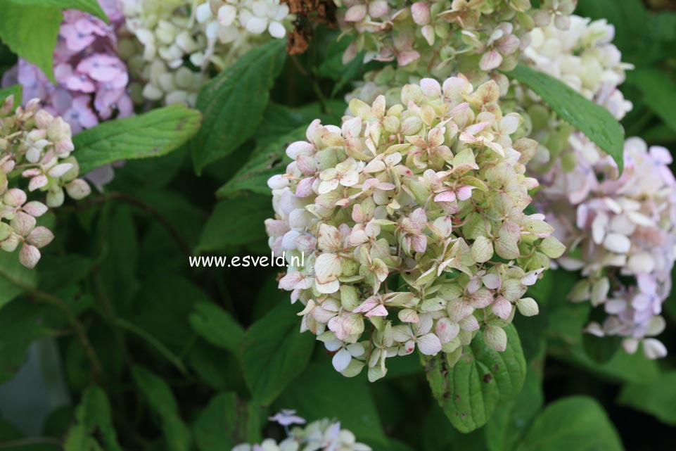 Hydrangea serrata 'Iyo-temari'