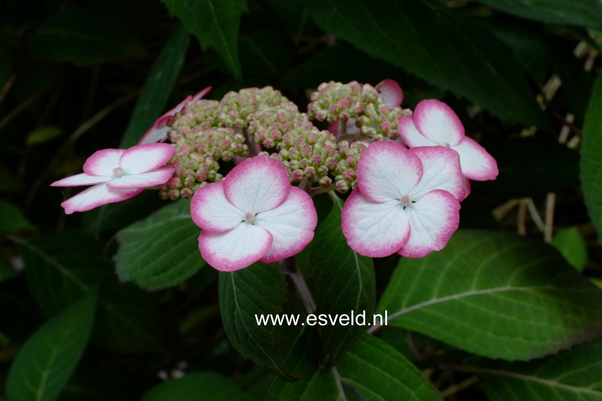 Hydrangea serrata 'Kiyosumi'