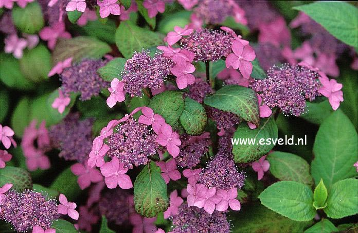 Hydrangea serrata 'Kuro-hime'