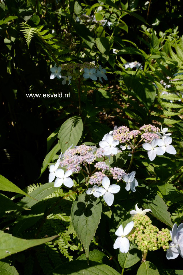 Hydrangea serrata 'Tiara'