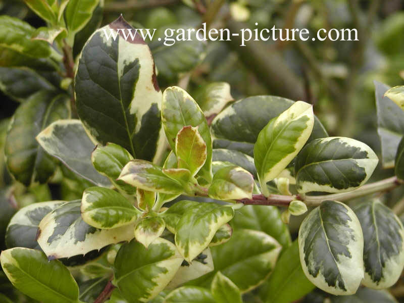 Ilex altaclerensis 'Howick'