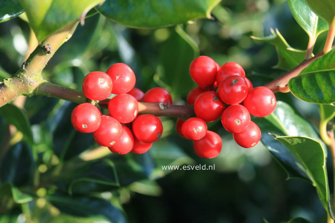 Ilex aquifolium 'Berlicum Beauty'
