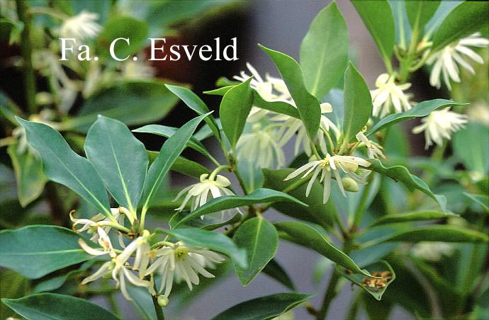 Illicium anisatum