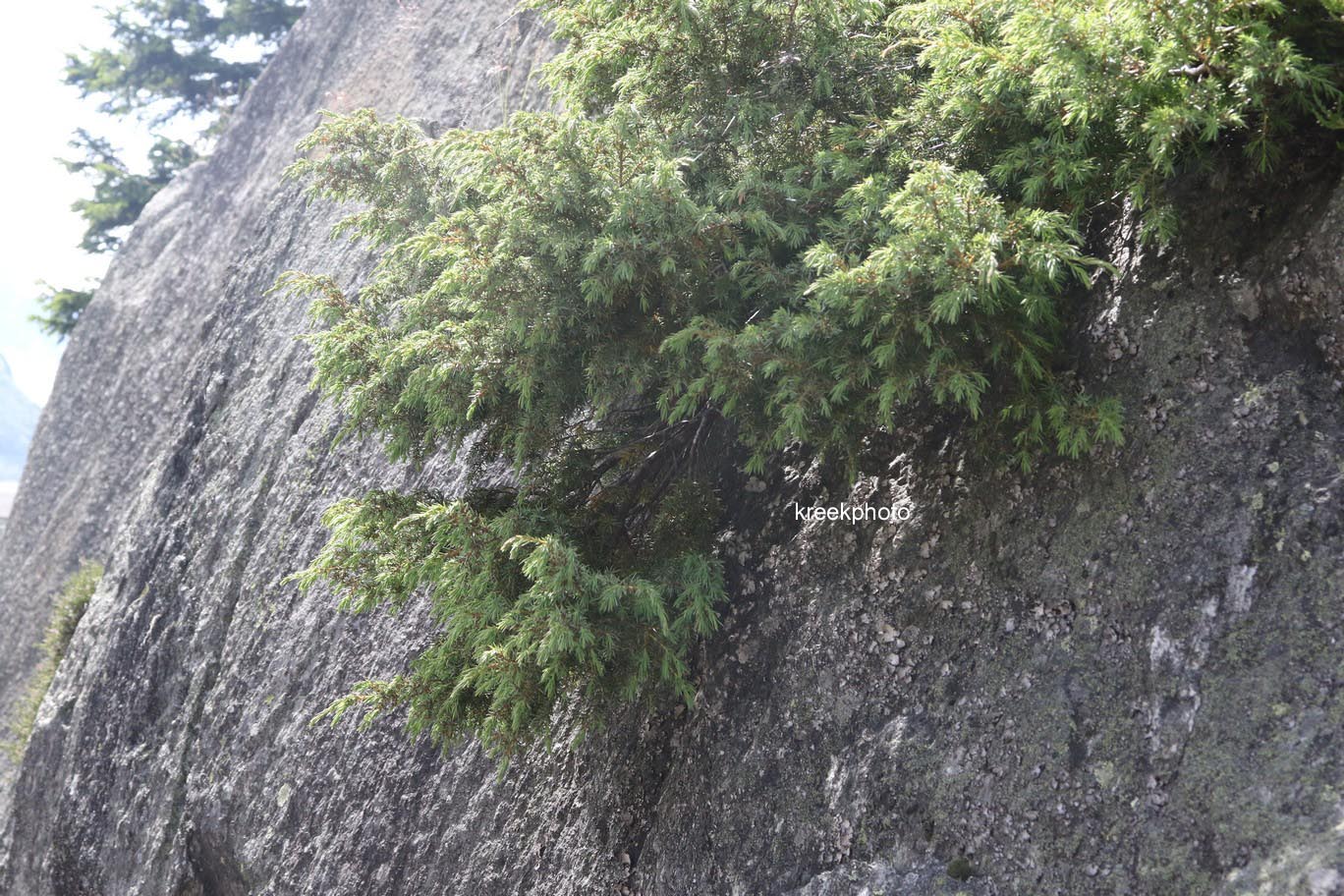 Juniperus communis