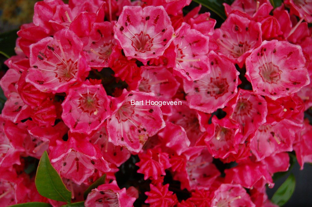 Kalmia latifolia 'Nancy'
