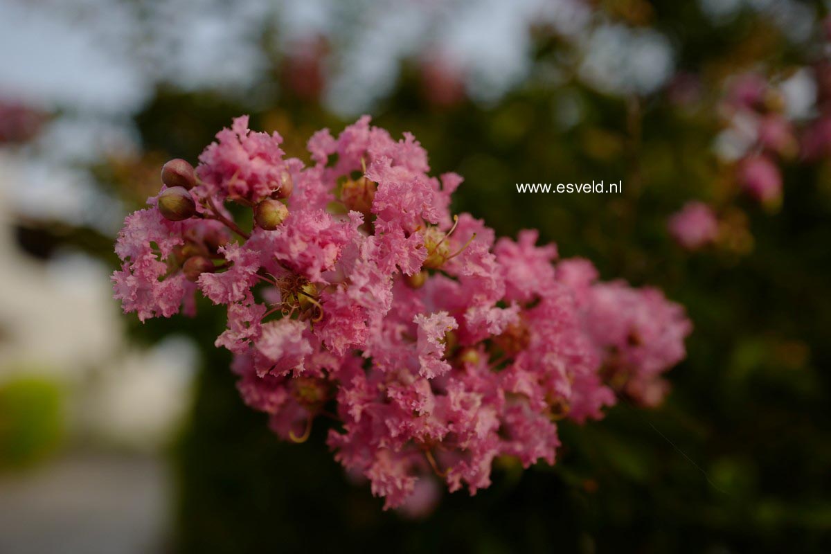 Lagerstroemia indica