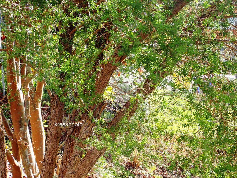 Leptospermum scoparium