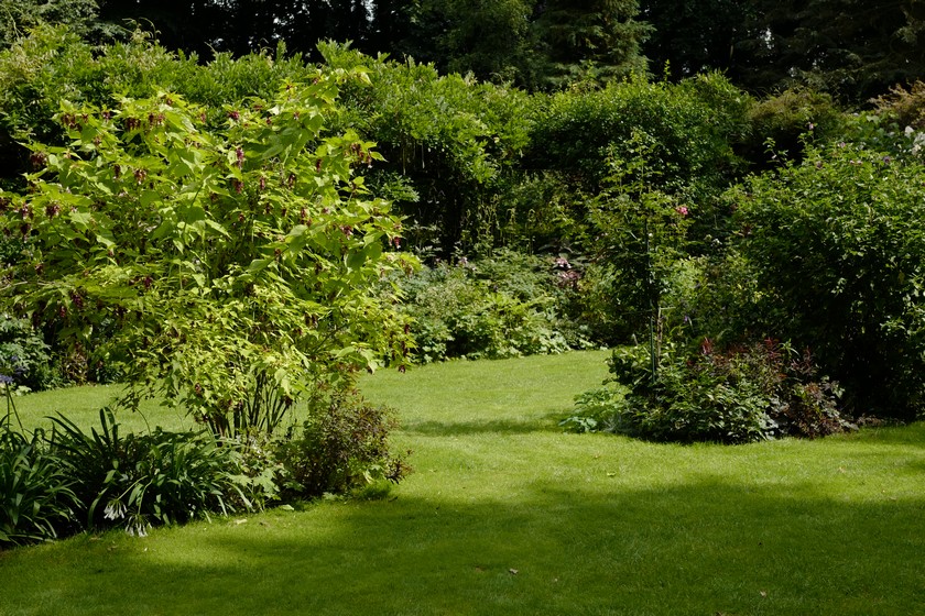 Leycesteria formosa 'Notbruce' (GOLDEN LANTERN)