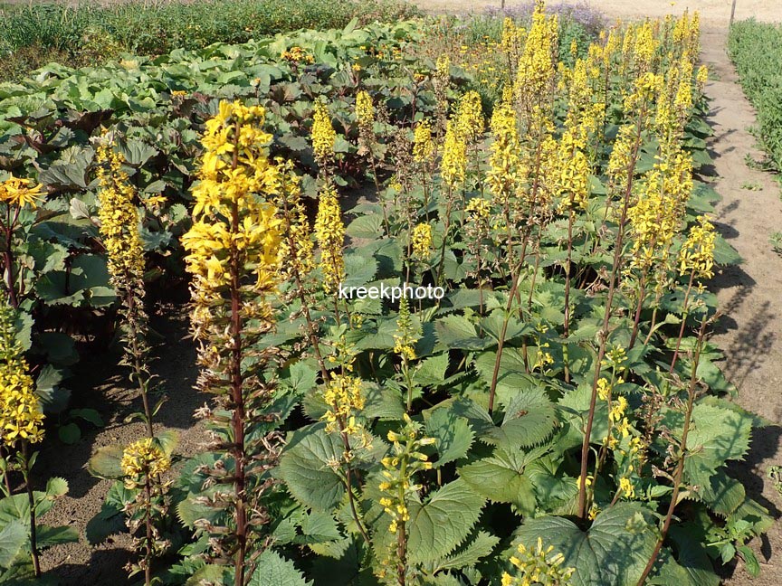 Ligularia stenocephala 'The Rocket'