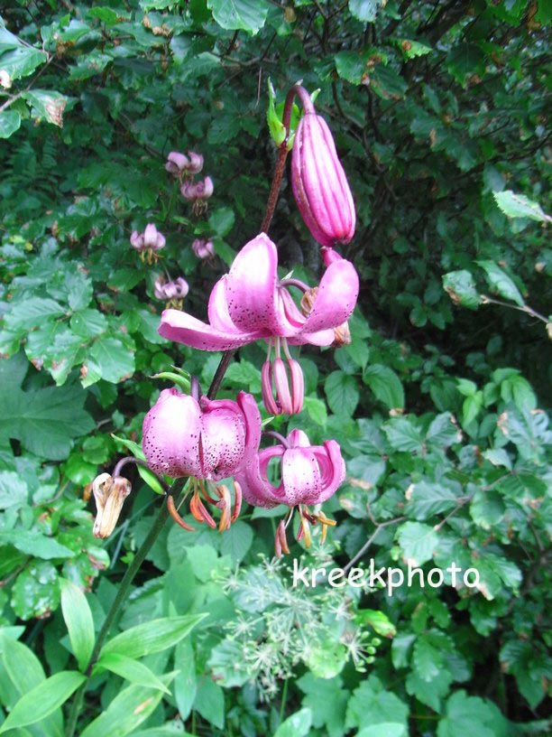 Lilium martagon