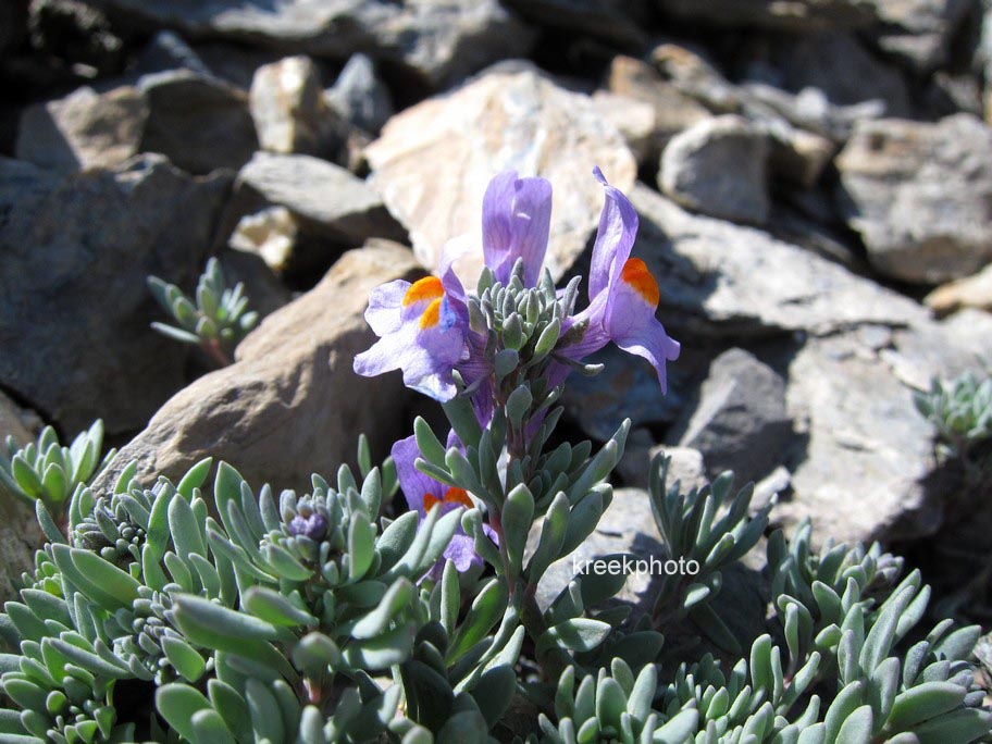 Linaria alpina