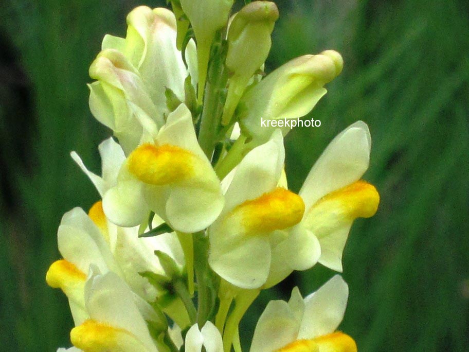 Linaria vulgaris