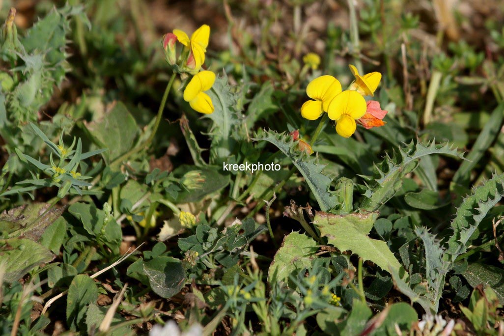 Lotus corniculatus