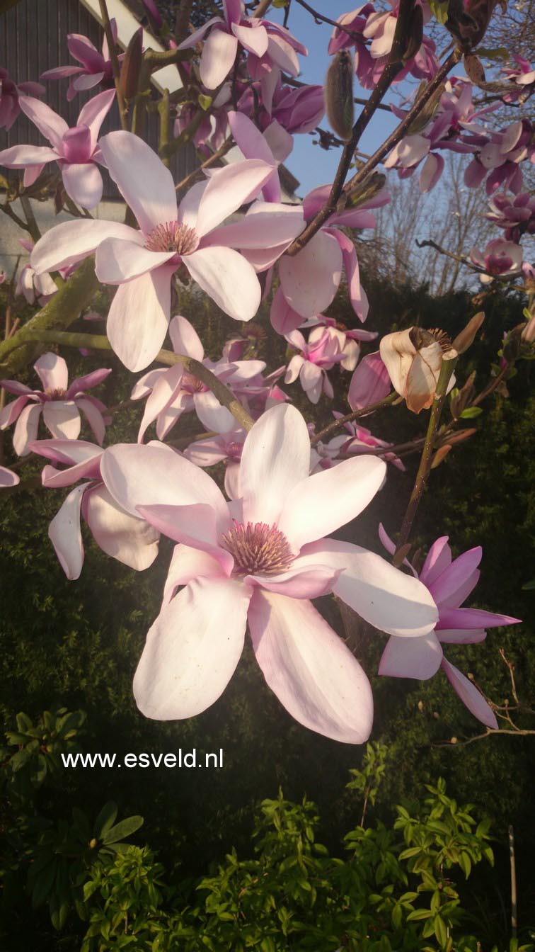 Magnolia 'Apollo'