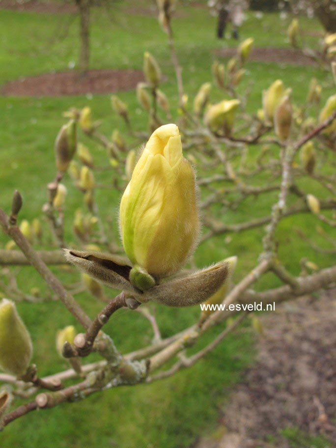 Magnolia 'Elizabeth'