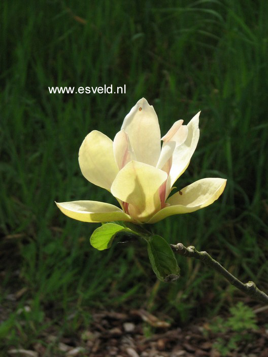 Magnolia 'Sunsation'