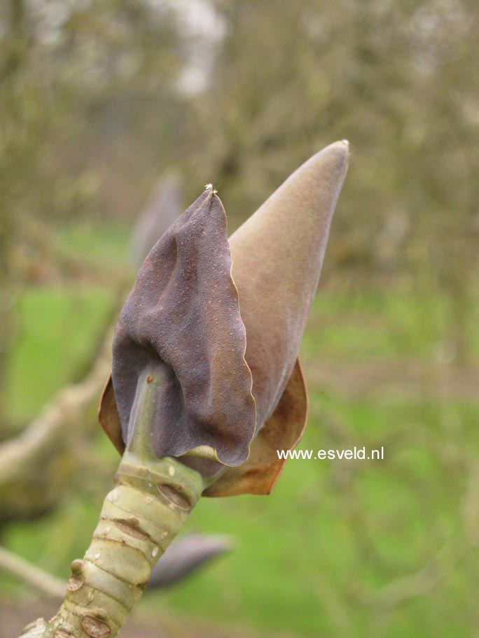 Magnolia officinalis