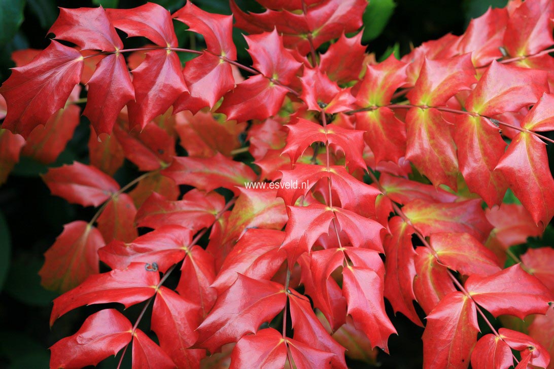Mahonia japonica