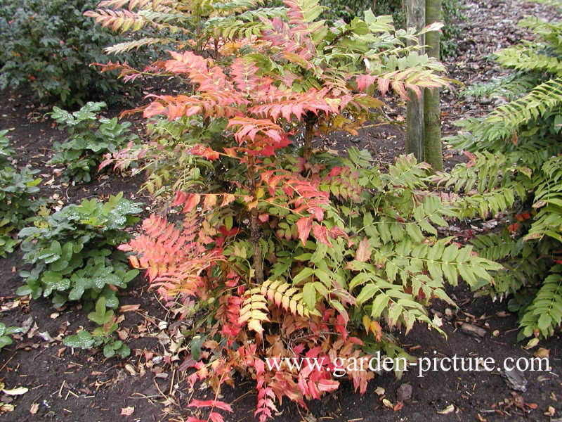 Mahonia media 'Charity'