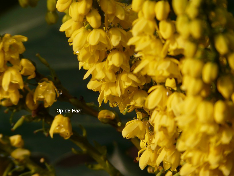 Mahonia media 'Winter Sun'
