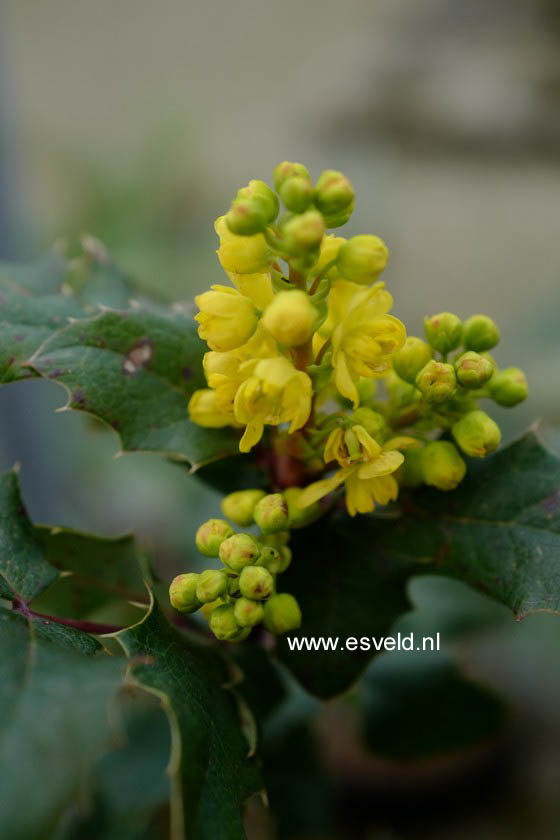 Mahonia wagneri 'Pinnacle'