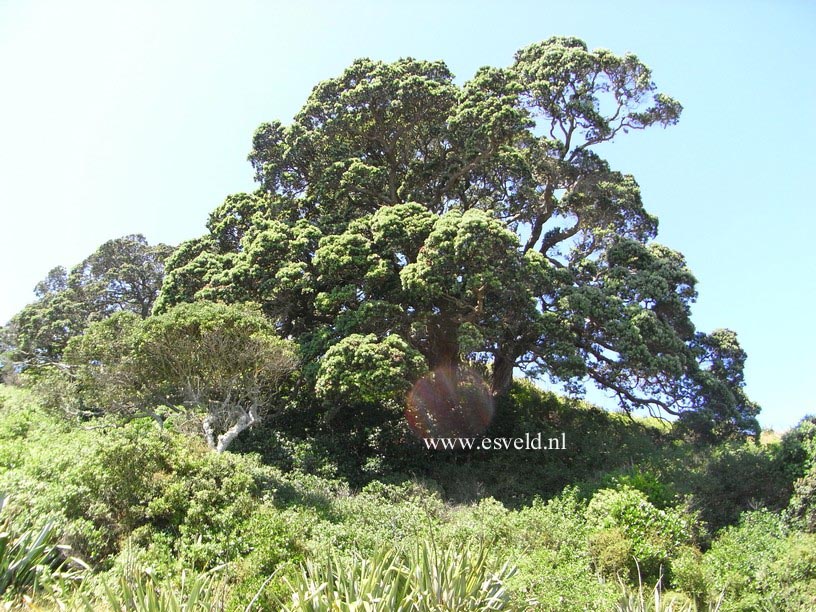 Metrosideros excelsa