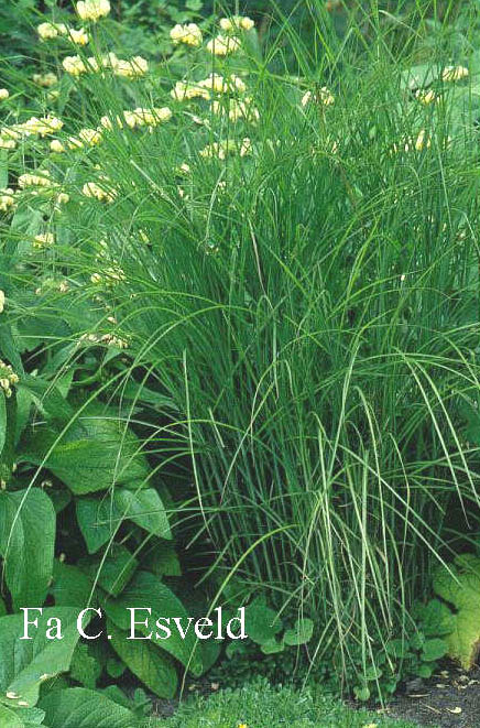 Miscanthus sinensis 'Gracillimus'