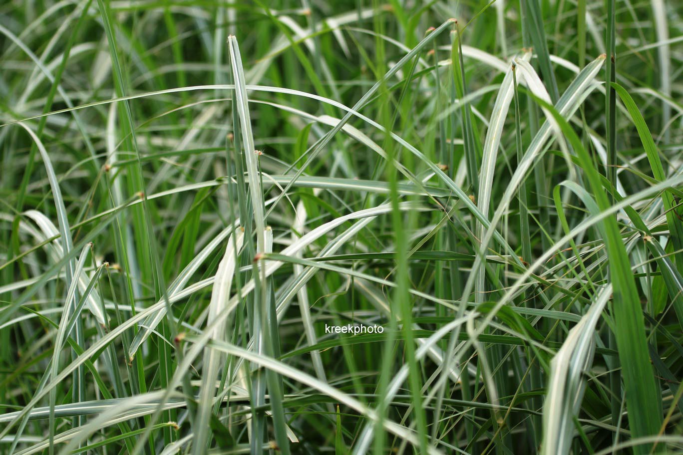 Miscanthus sinensis 'Malepartus'
